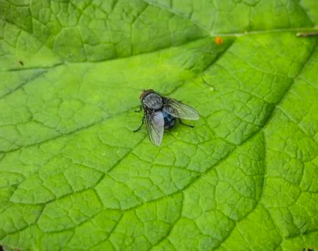 Fly on a leaf of  grass in a garden. Stock Photos