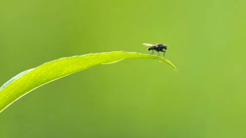 Fly on leaf with green background Stock-Fotos