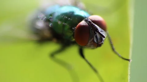 Fly on the leaf macro Stock Footage 55493899