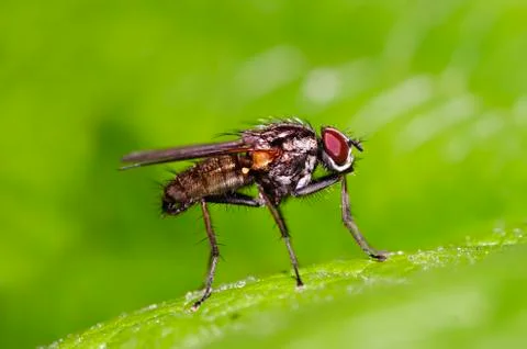 Fly on the leaf Stock Photos