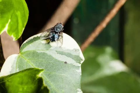 Fly on a leaf Stock Photos