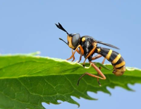 Fly on leaf Stock Photos