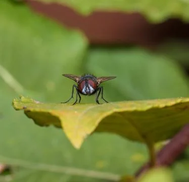 Fly on leaf Stock Photos