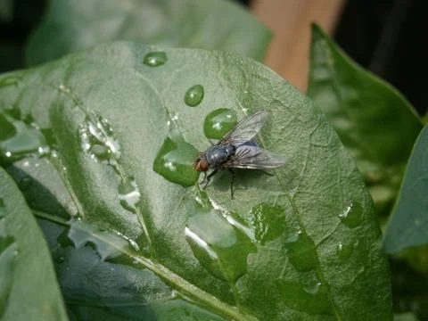 Fly on leaf Foto stock