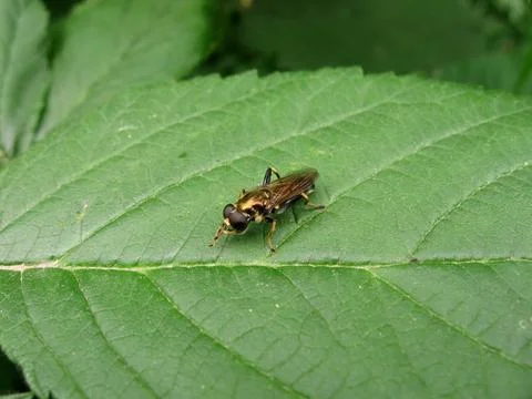 Fly on leaf Stock Photos