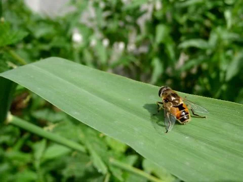 Fly on leaf Stock Photos