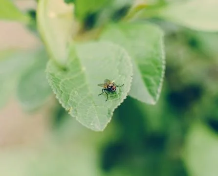 Fly On The Leaf Stock Photos