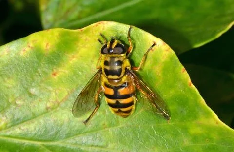 Fly on the leaf Stock Photos