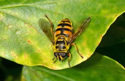 Fly on the leaf Stock Photos