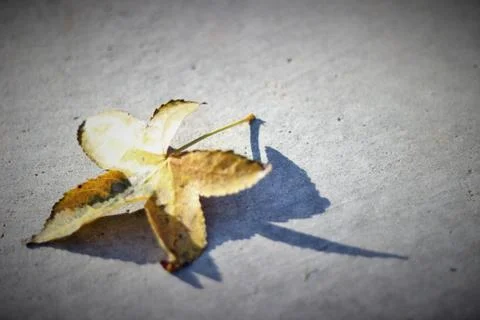 Fly Leaf Stock Photos
