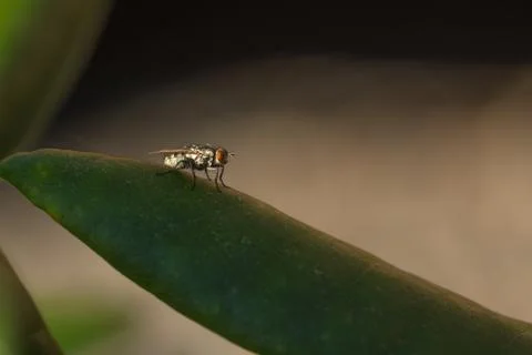 A fly on a leaf Stock Photos