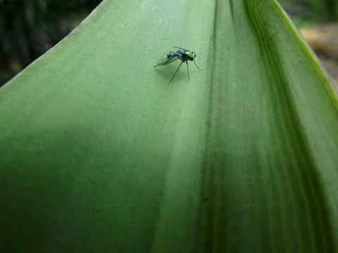 Fly on a leaf Stock Photos