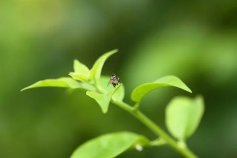 A fly on the leaf Stock Photos