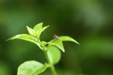 A fly on the leaf Foto stock