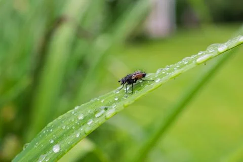 A fly on a leaf Stock Photos