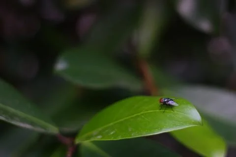 Fly on leaf Foto stock