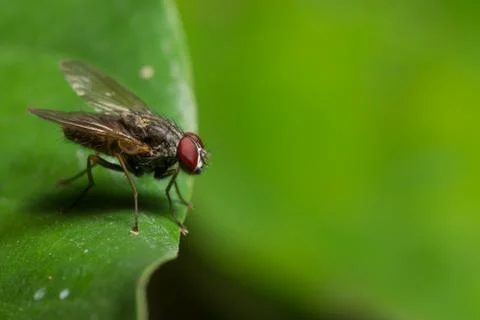 Fly on the leaf Stock Photos