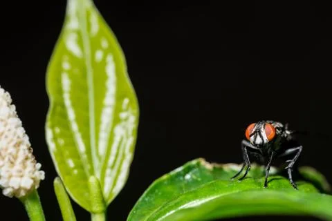 Fly on the leaf Stock Photos