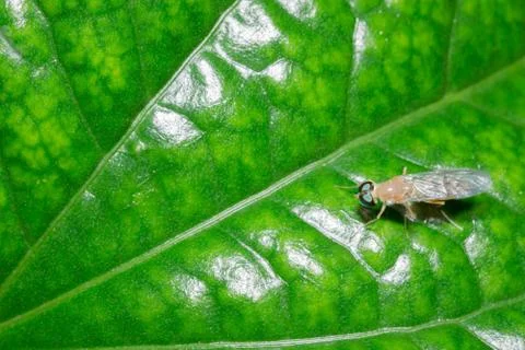 Fly on the leaf Foto stock