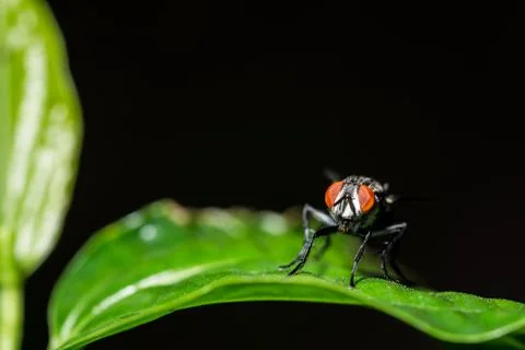 Fly on the leaf Stock Photos