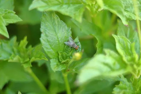 FLY ON A LEAF Stock Photos