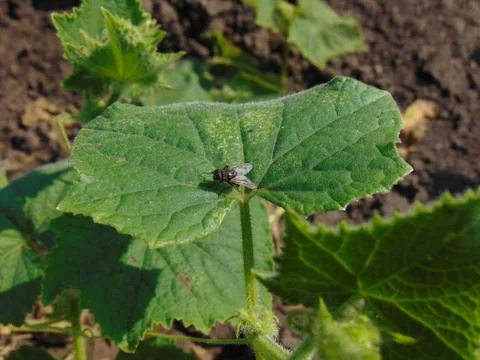 Fly on a leaf 写真素材