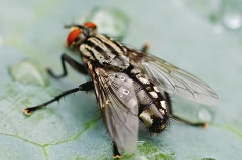 Fly on a leaf Stock Photos