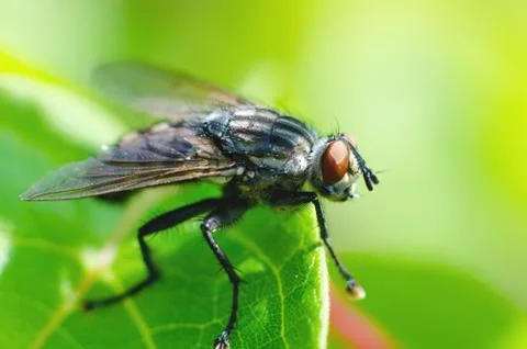 Fly on a leaf Stock Photos