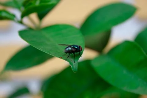 Fly on a leaf Stock Photos