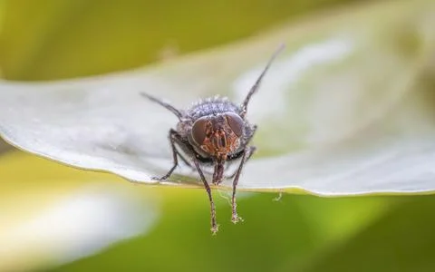Fly on the leaf Stock Photos