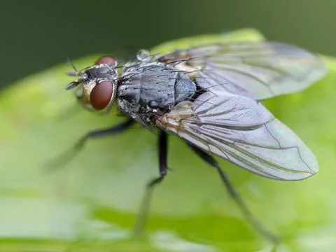 Fly on a leaf Stock Photos