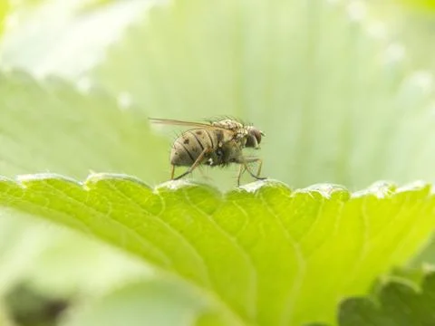 Fly on a leaf Fotos de archivo
