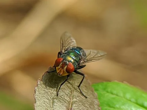 Fly on leaf Foto stock