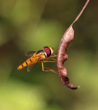 Fly on a leaf. Stock Photos