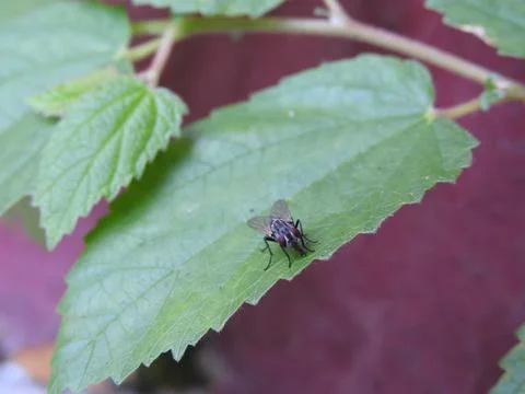 Fly on the leaf Foto stock