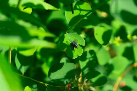 A  fly on a leaf Fotos Stock
