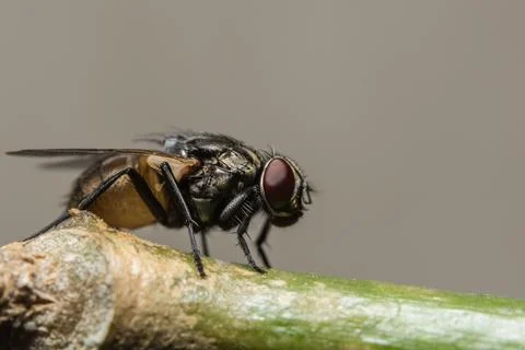 Fly on the leaf Stock Photos