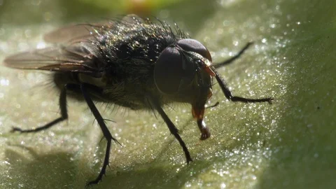 Fly on a leaf of a plant Stock Footage 112581674