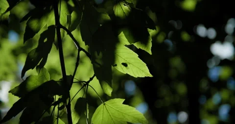 Fly on leaf in shade Stock Footage 318089761