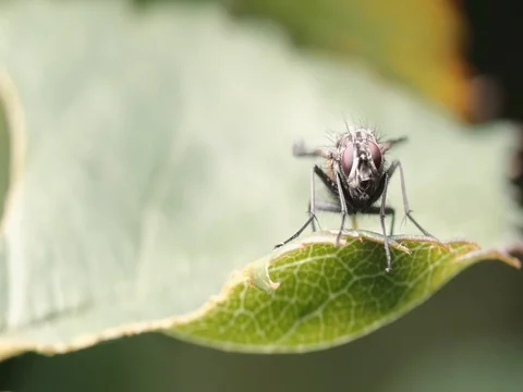 Fly on a leaf then flies off Stock Footage 74772481