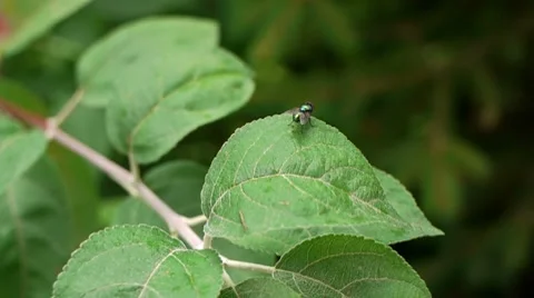 Fly on the leaves Background Stock Footage 7733359