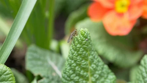 Fly on Leaves Close Up Stock Footage 104111878
