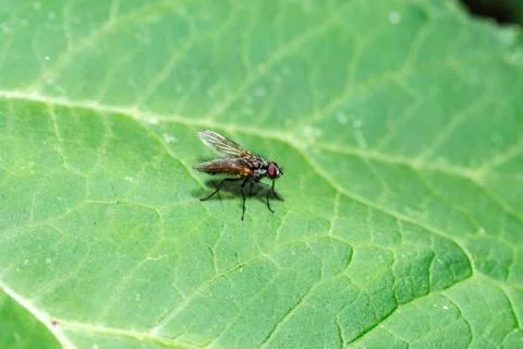 Fly on the leaves in the forest Stock Photos
