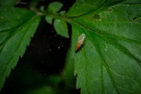 Fly on the leaves in the forest Stock Photos
