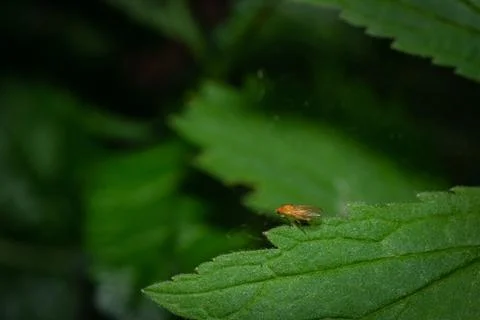 Fly on the leaves in the forest Stock Photos