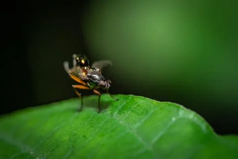 Fly on the leaves in the forest Stockfoto's