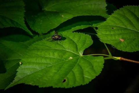 Fly on the leaves in the forest Stock Photos