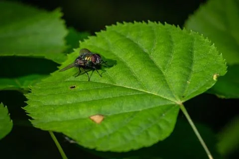 Fly on the leaves in the forest Photos