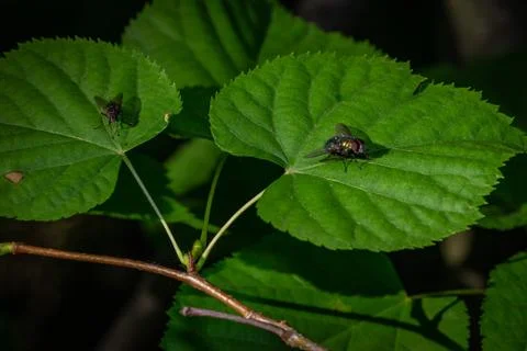 Fly on the leaves in the forest Stockfoto's