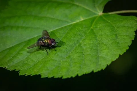 Fly on the leaves in the forest Photos
